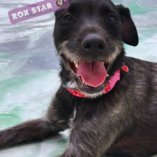 Rox Star: black Terrier mix with a pink collar at K9 Rox Club